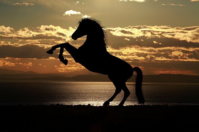 Wild Horses of Corolla, NC